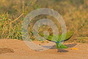 White-fronted bee-eater bird flying