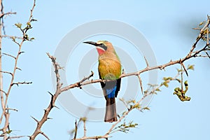 White-fronted bee-eater bird perched on a tree branch - Merops bullockoides