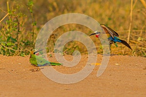 White-fronted bee-eater birds mating