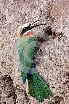 White-fronted Bee Eater - Botswana