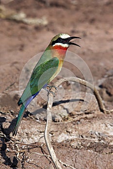 White Fronted Bee-Eater - Botswana