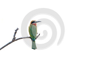 White-fronted bee-eater on a branch. Isolated on white