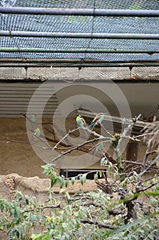 White fronted Bee eater in Frankfurt zoo