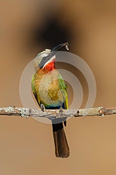 White-fronted Bee-eater with an insect