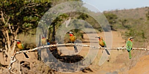 White-fronted Bee-eater with an insect