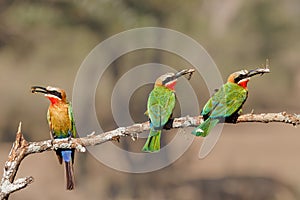 White-fronted Bee-eater with an insect