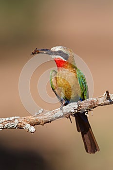 White-fronted Bee-eater with an insect as a prey