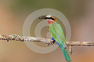 White-fronted Bee-eater with an insect as a prey