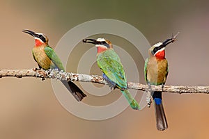 White-fronted Bee-eater with an insect as a prey