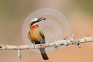 White-fronted Bee-eater with an insect as a prey