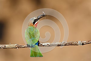 White-fronted Bee-eater with an insect as a prey