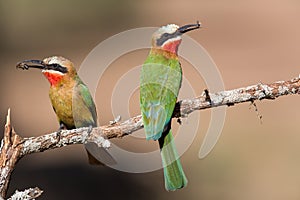 White-fronted Bee-eater with an insect as a prey