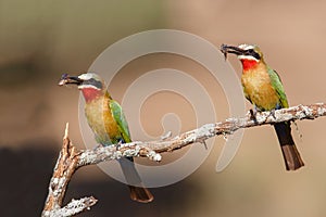 White-fronted Bee-eater with an insect as a prey