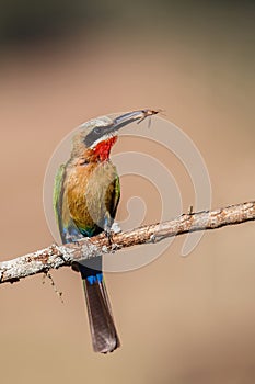 White-fronted Bee-eater with an insect as a prey