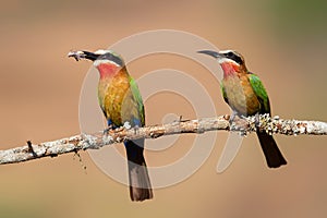 White-fronted Bee-eater with an insect in Zimanga Game Reserve