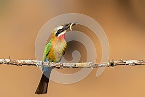 White-fronted Bee-eater with an insect in Zimanga Game Reserve