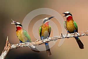 White-fronted Bee-eater with an insect in Zimanga Game Reserve