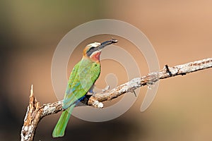 White-fronted Bee-eater with an insect in Zimanga Game Reserve