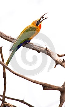 A White Fronted Bee Eater, isolated against the sky.