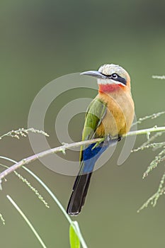 White fronted Bee eater in Kruger National park, South Africa