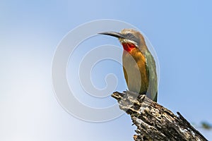 White fronted Bee eater in Kruger National park, South Africa