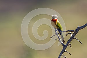 White fronted Bee eater in Kruger National park, South Africa