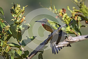 White fronted Bee eater in Kruger National park, South Africa