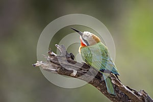 White fronted Bee eater in Kruger National park, South Africa