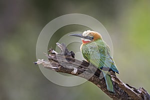 White fronted Bee eater in Kruger National park, South Africa