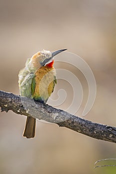 White fronted Bee eater in Kruger National park, South Africa