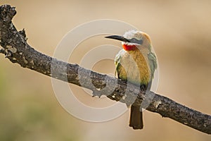 White fronted Bee eater in Kruger National park, South Africa