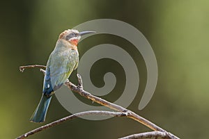 White fronted Bee eater in Kruger National park, South Africa