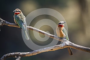 White fronted Bee eater in Kruger National park, South Africa