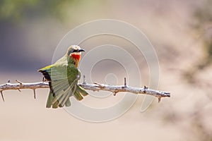 White fronted Bee eater in Kruger National park, South Africa