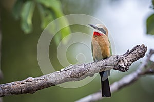 White fronted Bee eater in Kruger National park, South Africa