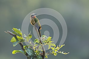 White fronted Bee eater in Kruger National park, South Africa