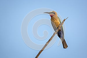 White fronted Bee eater in Kruger National park, South Africa
