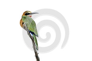 White fronted Bee eater in Kruger National park, South Africa