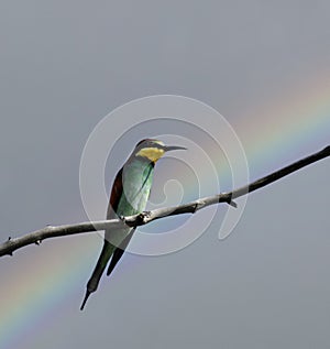 White fronted bee eater in the Kruger National Park, South Africa.