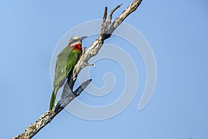 White fronted Bee eater in Kruger National park, South Africa