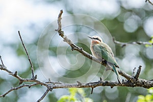 White-fronted Bee-eater in Kruger National park, South Africa