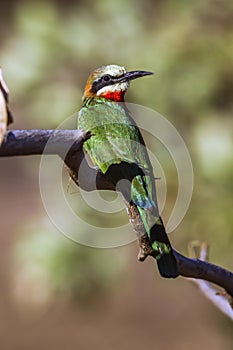 White-fronted Bee-eater in Kruger National park, South Africa