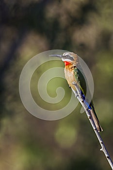 White-fronted Bee-eater in Kruger National park, South Africa