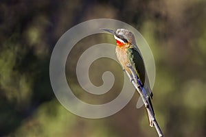 White-fronted Bee-eater in Kruger National park, South Africa