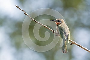 White-fronted Bee-eater in Kruger National park, South Africa