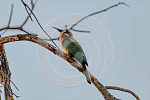 white fronted bee eater at the kwando river at the caprivi strip in Namibia
