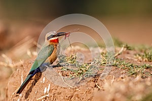 White-fronted Bee-eater in Mana Pools
