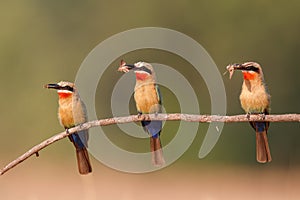 White-fronted Bee-eater in Mana Pools