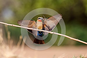 White-fronted Bee-eater in Mana Pools
