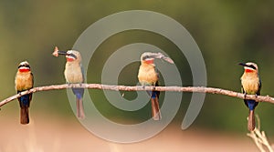 White-fronted Bee-eater in Mana Pools